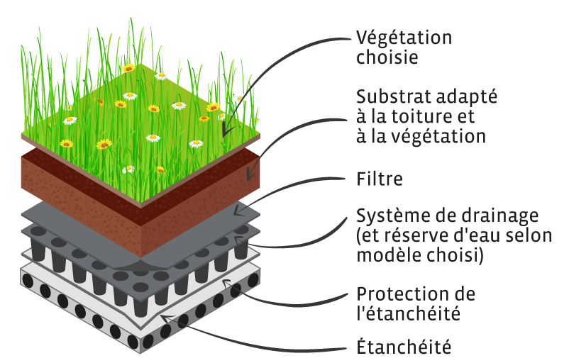 primevere-schema-toit-vegetal primevere-toit-vegetal