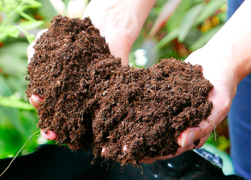 primevere paysagisme terreaux