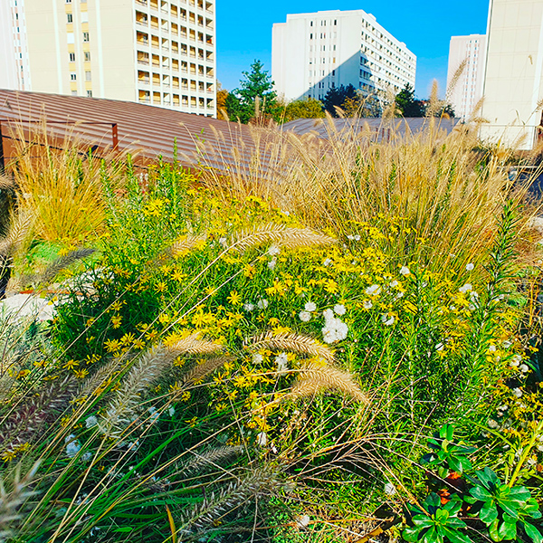 primevère-toiture-vegetalisee